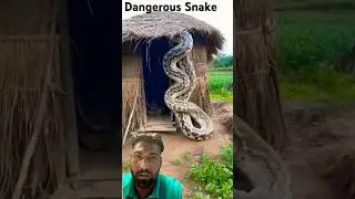 Dangerous Snake 🐍 #snake #dangerous #shorts #trending #vfx
