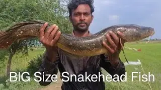 Big Size Snakehead fishing Fish catching Video in Telugu BPL fishing angles #fishing #snakehead#fish