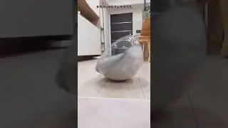 interstellar cat