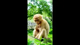 Pitiful! Baby monkey look very sleepy and tries to show Torres style