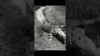 Biggest Crocodile, Wait till the End 💀 #shorts #crocodile