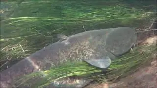 A LA DECOUVERTE DES SILURES DE LA LOIRE