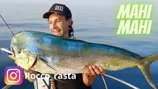 LA MANGIANZA CHE NON TI ASPETTI /Grosse lampughe a spinning/mahi mahi