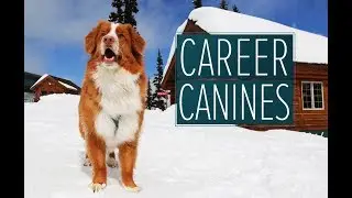 Search and rescue dogs ready to find buried avalanche victims  - 'Career Canines' S1 E2