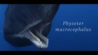 Cachalot/Sperm Whale Animation