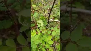 How to say Thorn, Thistle & Quill in Abenaki Language🌹🦔#K&ocirc;wis #K&ocirc;wisak #abenaki #wabanaki #quill