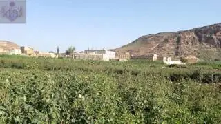 مريس الحميراء