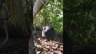 TeamLeip Dwarf Cassowary Bird #teamleip #travel #png #centralhighlands #birds #birdwatching