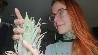 stereo ASMR: aggressive tapping and scratching on a surprisingly dusty pineapple