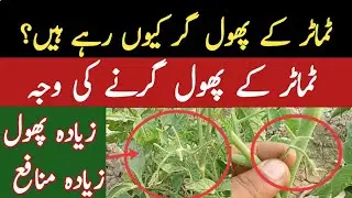 Tomato Flowers Falling Off | Blossom Drop Solution | AGRICULTURE WORLD