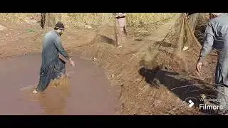Wow amazing net fishing in flood water // net fishing technique in pakistan // 2026