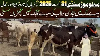 Today Malumor Mandi 31 August 2025 Australian Friesian American Friesian Holstein Heifers Price Updt