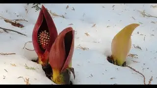 Skunk Cabbage #shorts #youtube #YouTube shorts #facts #FacTime #factstime #amazing facts #unknown
