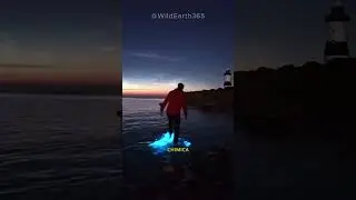 PERCH&Eacute; IL MARE IN PUGLIA SI ACCENDE DI NOTTE?