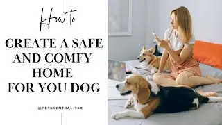 How to Create a Safe and Comfy Home for Your Dog