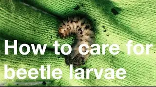 How to care for beetle larvae.