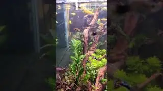 Planted Aquarium - No CO2, HOB Seachem Tidal 75, Sobo HOB, Tropica Fertilizer