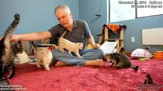 Fantastical Kittens - Morning 2018-11-22