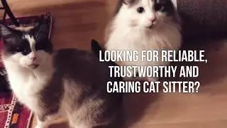 Your Purrfect Day - London Cat Sitting Service. Cat Sitter.