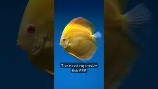 The most expensive discus #fish in the #aquarium