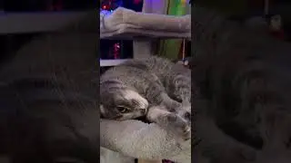 🐾 Laugh-Out-Loud Cat Compilation 😹 Cute & Funny Cat Moments You&rsquo;ll Love #catvideos