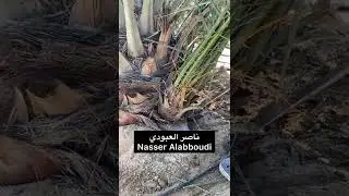 طريقة تجريح الرواكيب قبل عملية التجذير الهوائي لراكوب النخلة.