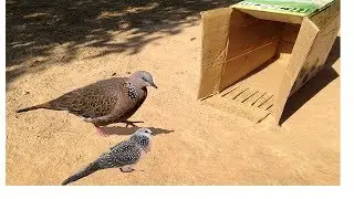 Easy bird trap Using cardboard Work 100%