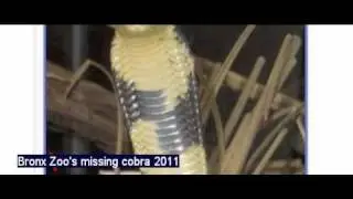 Bronx Zoo - Cobra Missing [Egyptian Cobra Missing USA - 2011]