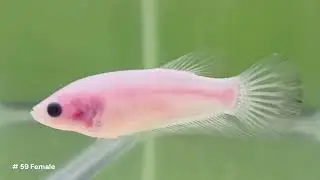 Female betta fish Cellophane Koi marble gene with color starting to show at her tail