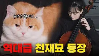 세계 최초 ㅋㅋㅋ 클래식을 좋아하는 고양이가 있다고 해서 바로 모셨습니다_고양이를 위한 ASMR