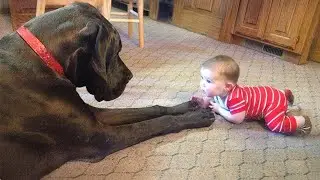 When Big Dogs Prove They’re Truly the Best Babysitters 😂🐕 Dog and Baby Videos