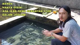 ОТЛИЧНО, ТОЛЬКО ЗДЕСЬ ВОДЯТСЯ РЫБЫ ДО 5 ТОНН В ОДНОМ ПРУДУ