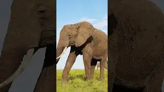 Discover the Majesty of Elephants! 🐘 # #wildlife #wildlifeentertainment #8kultrahd #animals #nature