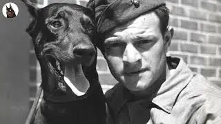 7 of the World&rsquo;s Most Effective Military Dog Breeds.
