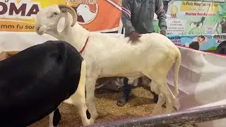 FODDAK BERGERIE XIDMA