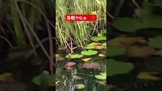 よくみると、、おった #自然 #クモ #蜘蛛 #nature #spider #shorts