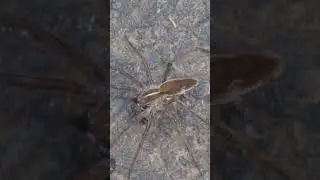Nursery Web Spider running and holding two round Objects