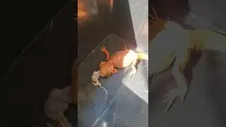 Beared Dragon Eats Mice at Meiling Exotic Pet Shop