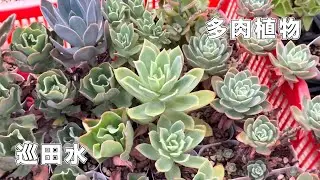 【威霖TV】多肉植物巡田水/應觀眾要求來巡一下