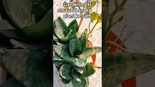 Gardening ki shuruaat karne ke liye best permanent plant.#ytshorts #terracegardenindia #nature