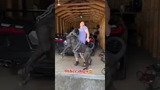Wait for my Rottweiler 🤯 #rottweilerthebruzzo9212 #rottweiler #dog #shorts