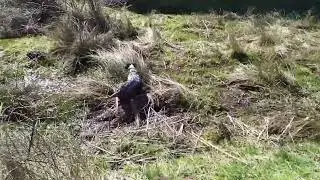 Fiona (setter Inglese Femmina) su Beccaccino