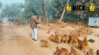 KADAKE KI THAND ME BANAR SENA ME BHIDANT 🐵 