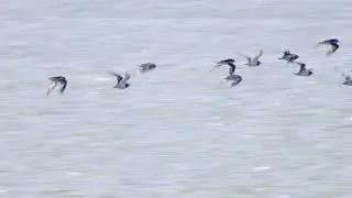 Turnstone (Arenaria interpres) - flock flying + in slow motion @ Ythan Estuary