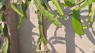  تغيير الأصيص إلى برميل اكبر