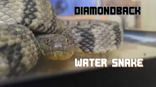 Diamondback Water Snake