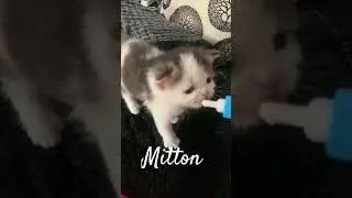 🍼My 20-day-old kitten is being fed milk cat #kitten #cute #kitty #kitty #cutecat #funny #lofihiphop