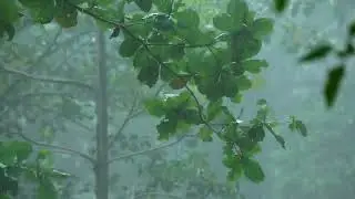 Tropical Rainforest Rain Sounds | Deep Forest Ambience for Sleep, Relaxation & Study
