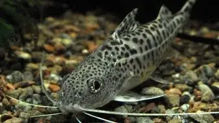 Species Profile # 11: The Pictus Catfish (Pimelodus pictus)