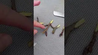 Grafting my pear tree this spring in Ireland.